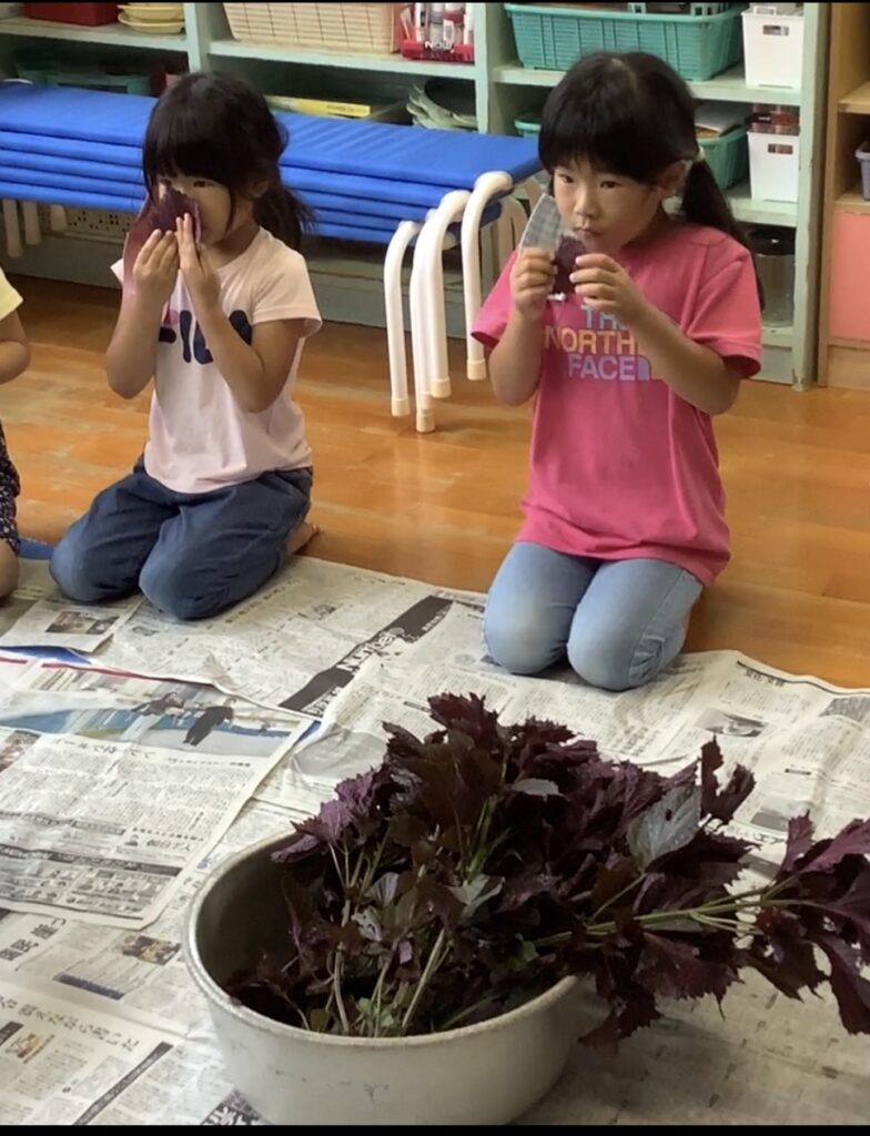 しそジュース ピーマンの種取り 塚口北ふたば保育園 しそジュース ピーマンの種取り 塚口北ふたば保育園